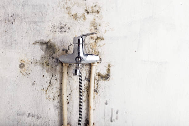 Trusted Ore City, TX Mold Removal Experts