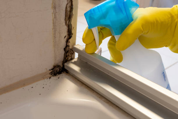 Best Same-Day Mold Removal  in Ore City, TX