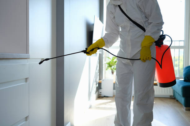Best Mold Damage Repair  in Ore City, TX