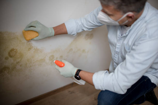 Best Toxic Mold Removal  in Ore City, TX