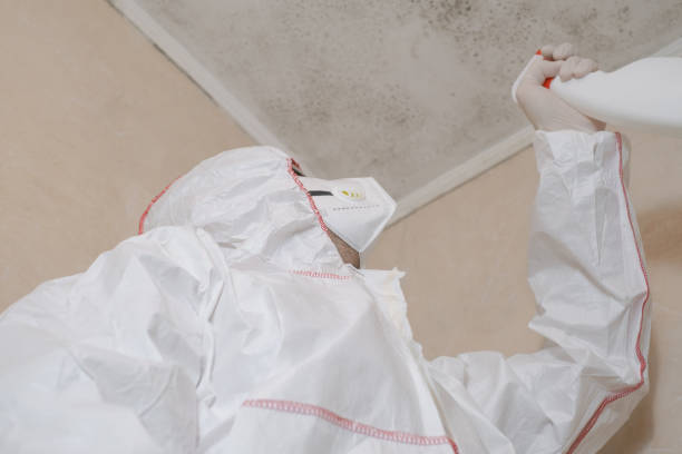 Best Mold Removal Company Near Me  in Ore City, TX