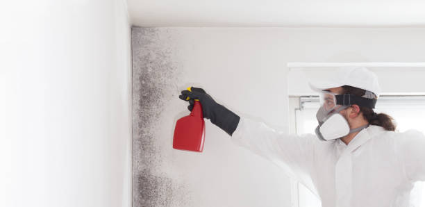 Best Mold Remediation  in Ore City, TX