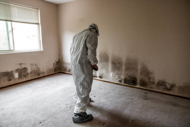 Best Affordable Mold Removal  in Ore City, TX