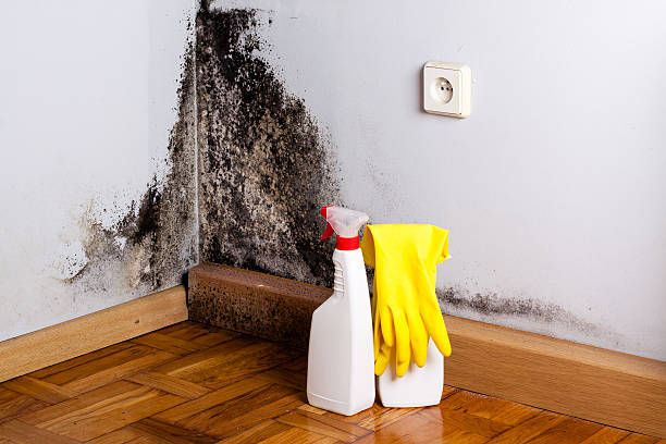 Best Black Mold Removal  in Ore City, TX