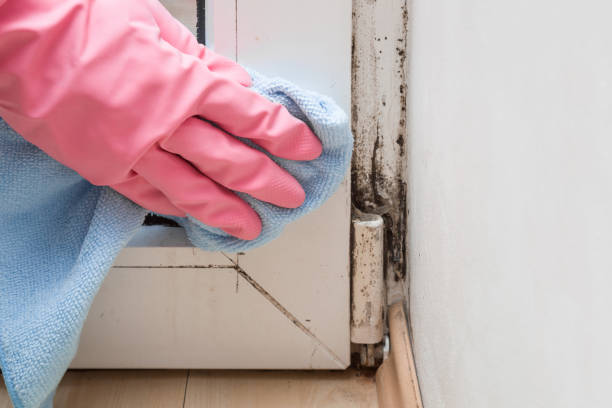 Best Mold Cleaning Services  in Ore City, TX